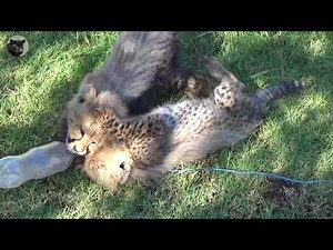 Baby Cheetahs playing together