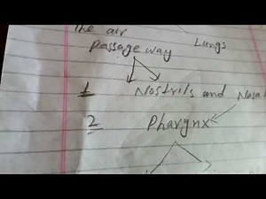 ch 10 bio 10th class Gaseous exchangevin human