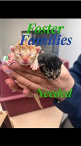 More kittens are arriving every day—and they need loving foster homes. MEOW Foundation is looking for new foster families to join our dedicated foster network. Want to be a foster home? Learn how to here: https://meowfoundation.com/get-involved/foster/ | MEOW Foundation