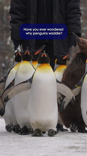 18K views · 282 reactions | Have you ever wondered why king penguins waddle? We dove into the collection to find some #BootifulBones to help explain why!  Thank you to ConocoPhillips Canada for sponsoring our Educational Resource Collection.  #YourZooYYC #shorts #science #biofact #penguin#kingpenguin #skeleton | The Calgary Zoo | Facebook