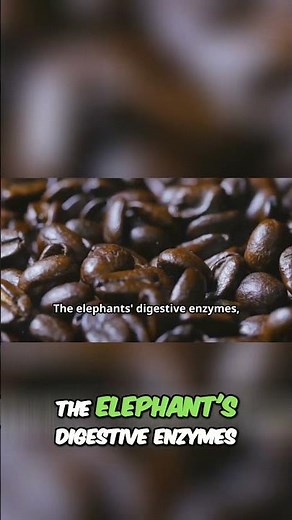 Discover Black Ivory Coffee: The Unique Elephant Processed Brew