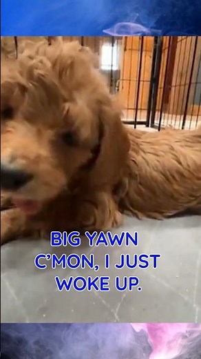 Olive & Clyde Medium Multigen Goldendoodles