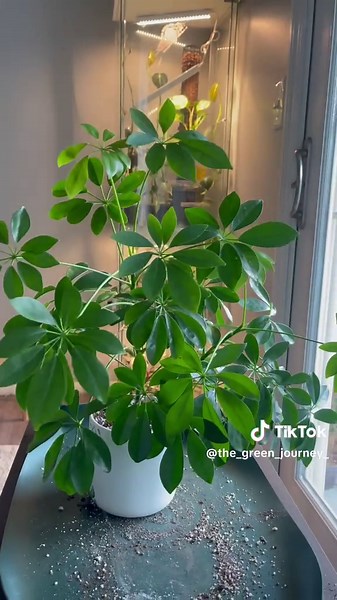 Schefflera, a great plant for beginners. It’s easy to look after, grows quickly, and looks amazing.🪴🌱 #schefflera #umbrellaplant #plant #plants #plantsplantsplants #plantmakemehappy #plantsmakemesmile #plantsmakepeoplehappy #propagation #plantcare #indoorplants #houseplants #plantcaretips #plantparent #plantcollection #plantsofig #plantoftheday #plantsofinsta