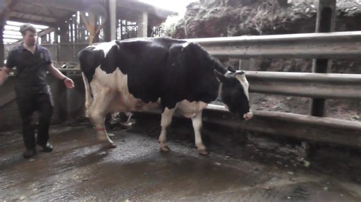 💚THE Mole Valley Farmers ON FARM CHALLENGE💚 Class 7 – Dry cow (9 forward) Kindly Sponsored by Genus ABS 1st Racewood Windbrook Ambrosia Racewood Holsteins 2nd Trewirgie Silvio Rhaypsody 12 W R, C M, S R Davey 3rd Tregonna Flagship Jumbo PS & SH Hammett 4th Willsbro Soundsystem Pammy 2952 Laram Holsteins 5th Cuckoowell Secretariat Cindy P & L Phillps Racewood Holsteins went on to win Premier Exhibitors sponsored by Kernow Farm Vets and receiving the Smale Family Shield. Willsbro Soundsystem Pam