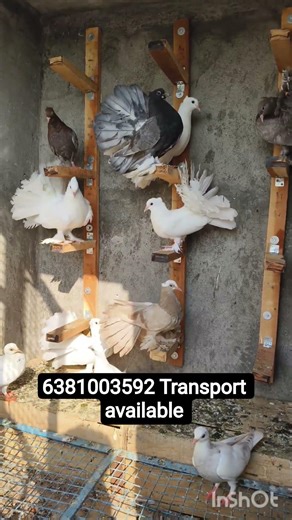fancy pigeons sale