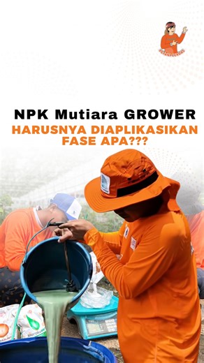 Meroke Tetap Jaya on Instagram: "Masih bingung aplikasi NPK Mutiara GROWER itu kapan ❓ MerokeMin jawab berdasarkan pengalaman petani kami ya 🧐 #meroketetapjaya #npkmutiara #pupukmutiara #npkmutiaragrower"