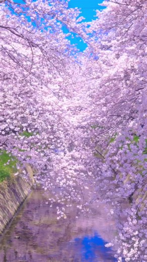 日本の桜絶景🌸 #さくら #絶景 #桜 #絶景スポット #愛知
