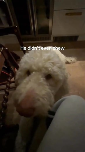 132K views · 3.5K reactions | Funny cute dogs | Pets & Cats | Facebook