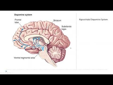 OSSM Neuro Chapter 15 - The Diffuse Modulatory Systems
