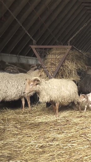 Adorable Lambs Try to Nurse During Feeding Time 🍼🐑