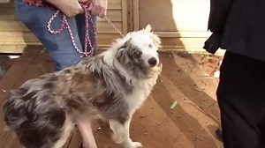 58K views · 521 reactions | PETS NEUTERED WITHOUT SEDATION: Two separate incidents in the same county – a high school teacher neuters two kittens, letting his students watch. A housewife attempts to tame her pup and save a few bucks. No sedation in either case, only pain medicine. Full investigation tomorrow at 10pm. | FOX 5 Atlanta | Facebook