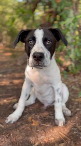 3K views · 168 reactions | RESCUED THANK YOU TARA Po- Great Dane / lab mix previous owner said 3- 4 months old. The pictures and video make him look much bigger than he actually is. He is housebroken and knows sit too! He is good with other dogs too! He’s a playful boy but very gentle. This is a sweet sweet pup! Good with cats and kids too! Pics in comments. Adoption hours are Monday-Friday 10-4pm. Questions please call 910-875-4827 | Hoke County Animal Shelter in Raeford, NC | Facebook