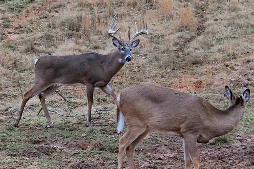 When Does the White-Tailed Deer Rut Start in the Midwest? - Game & Fish