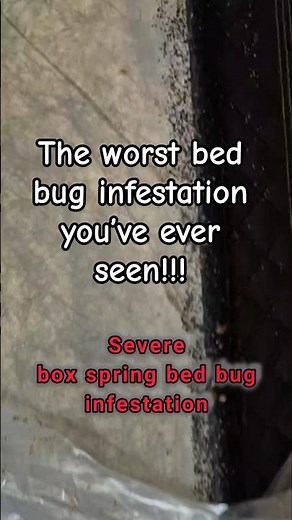 The worst bed bug infestation you’ve ever seen!!!