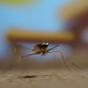 6.2K views · 44 reactions | You heard it here first: Bugs make the world go round!  Inspired by @pixar's A Bug's Life, #ARealBugsLife season 2 is now streaming on Disney+. | National Geographic Kids | Facebook