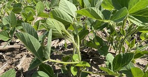 Soybean School: Fungicide strategies for slow developing crops