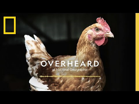 The Problem with Super Chickens | Podcast | Overheard at National Geographic