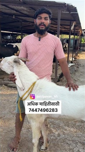 90 kg चा बकरा#murrahbuffalo #murrah #buffalo #milk
