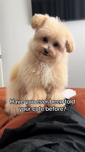 Mumma Told Me I'm Cute: Adorable Pomapoo Moments