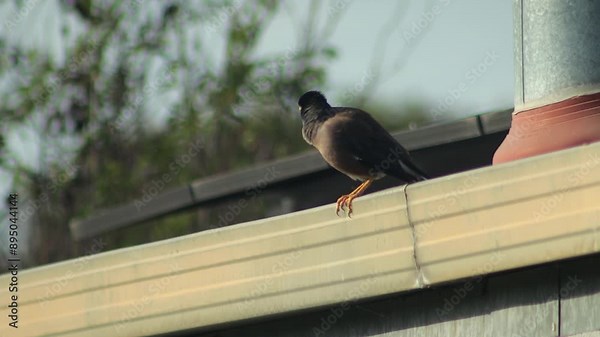 Common Indian Myna Bird Flying Off Of Shed Roof Guttering Daytime Australia Gippsland Victoria Maffra