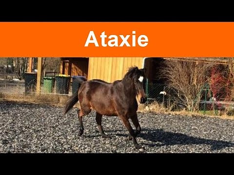 Ataxie beim Pferd - spinale Ataxie und andere und TCM-Einordnung