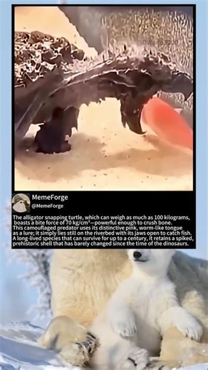 The alligator snapping turtle, which can weigh as much as 100 kilograms