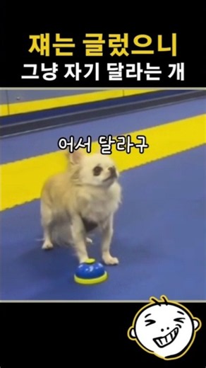 A cute Chihuahua who just wants to sleep because it seems like there’s no hope
