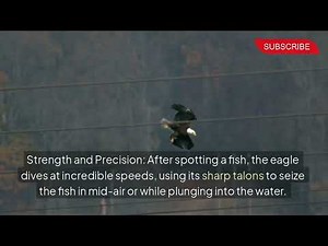 African Fish Eagle: Master of the Skies | Hunting Skills & Survival Tactics