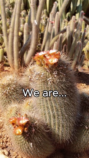 6.4K views · 246 reactions | The garden is alive with colour and you can hear lots of buzzing!  Everywhere we look, new flowers are opening up and the bees are loving it just as much as we do. Spring at Cactus Country never fails to amaze! Come see it for yourself this week ✨ #CactusCountry #FlowerSeason | Cactus Country | Facebook