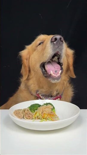 The Snack Was Waiting for Me. Golden Retriever. Cute Pet Debut Plan