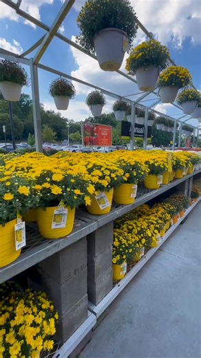 84K views · 234 reactions | Add a punch to your porch or patio with vibrant mums  Learn more about growing and maintaining chrysanthemums: https://thd.co/4dd6aFv | The Home Depot | Facebook