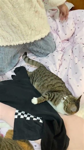 解锁不一样的上发条方式#一种很新的撸猫手法 #动物迷惑行为 #帮忙看一下这猫正经不 #发条猫虎子 #狸花猫