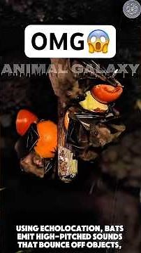 Bat: The Night Creature That Sees With Sound 🦇✨