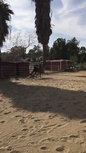 Video 1of Rusty - that sweet boy can MOVE! Allie is fostering him. Loving that size arena!!! Can we see some endurance in Rusty’s future? 💖 He is 8 years old and 14.2 hands. 💖 #LTHRusty | Love this Horse, Equine Rescue Inc.