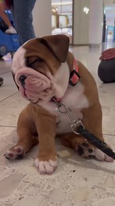 Sleepy baby 😩🥹 .. Credit: @theoreopotato | English Bulldog