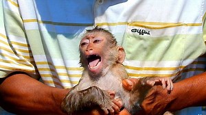 Baby Soo crying loudly because want to take a bath with grandfather, Grandfather agree with baby Soo | Monkey Soo