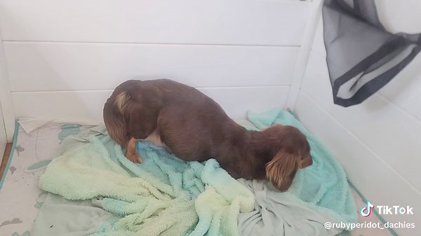 Dachshund Labour and Birth Journey | Signs of Labor
