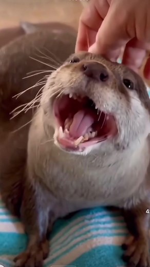 Morning Yawning Challenge with Hanni the Otter