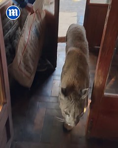 19K views · 351 reactions | Puma house cat | Daily Mail Video | Facebook