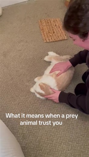 How to relax a bunny #rabbit