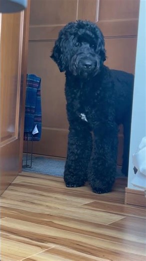 洗濯ネット怖い！ #大型犬のいる生活 #黒い犬 #doodle #ドゥードル #ゴールデンドゥードル #犬のいる生活 #大型犬