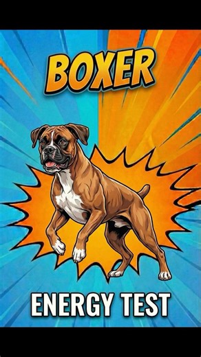 Boxer: Can You Handle It?