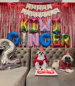 Behind the scene ng aming family picture 😂 Happy Birthday Kiwi and Ginger 🥳 | Shang Pooches