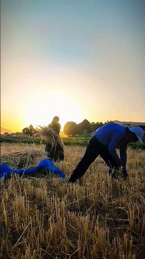 Husband and Wife Harvesting Barley | Simple Rural Life & Sustainable Farming ‪@Rural_liffe‬