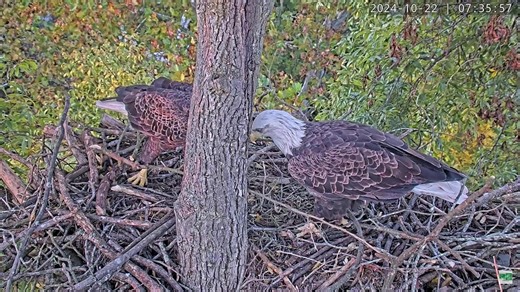 Nest Building Fall is the season for nest building. Bald Eagles select a breeding territory based upon an evaluation of all the things they are looking for: food supply, suitable nesting and perching trees, and isolation from excessive human activity. Given the option, Bald Eagles will choose a ‘super-canopy’—one rising above the rest—tree with sturdy limbs and a commanding view of the surrounding terrain, which is also always very near to water. Typical nest heights are 50-125 feet high. The ma