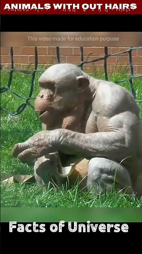 #animals Adorable Oddities: Discovering Hairless Animals/Hairless Animals