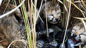 Why cheetah cub born at Kuno National Park died