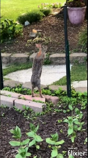 Climbing Rabbit in my Backyard Garden