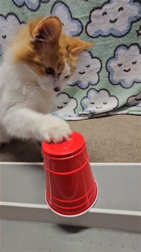Magic Cat 🐱 disappearing dice trick 🎲