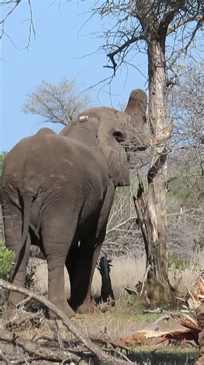 Ever seen an elephant push over a tree like it’s made of matchsticks? 🐘🌳